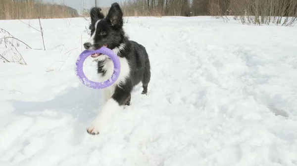Courir frontière collie chiot avec un anneau frisbee dans ses dents — Photo