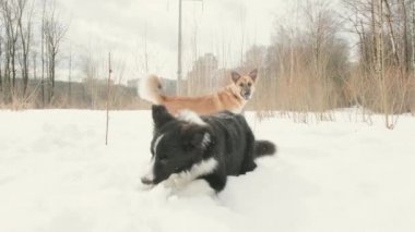 Border Collie cinsinden iki köpek ve melez. Kış karla kaplıdır.