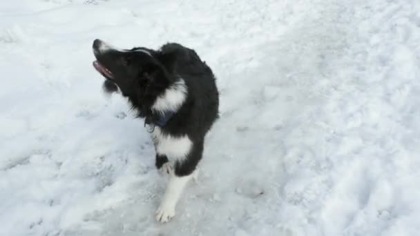 Щенок Border Collie поворачивается на своей оси, следуя команде хозяина — стоковое видео