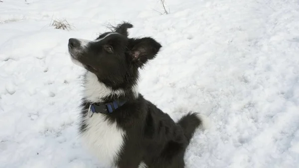 Bonito, engraçado cachorro Border Collie sentado na neve — Fotografia de Stock