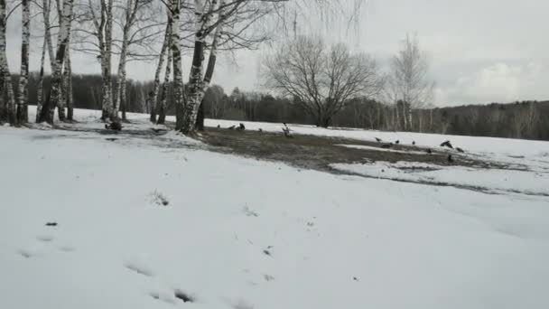 A câmara move-se através de terrenos baldios sombrios. Na clareira na neve senta-se rebanho de corvos — Vídeo de Stock