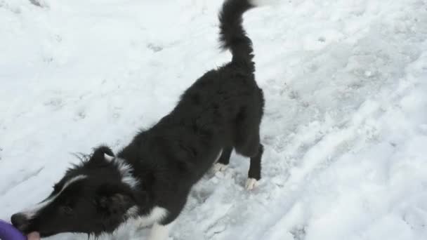 Meisje gooit frisbee ring naar border collie puppy. Hond springt in de lucht, vangt speelgoed — Stockvideo