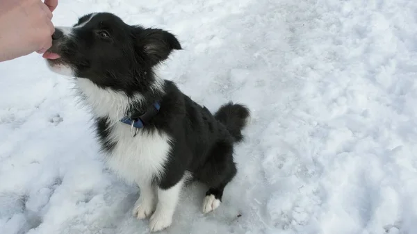 Border collie cucciolo si siede nella neve. Ragazza dà cane un trattamento — Foto Stock