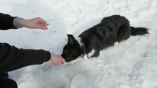 Border Collie szczeniak leży w śniegu. Dziewczyna daje mu rozkaz do kręcenia — Wideo stockowe