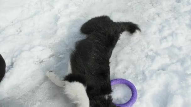 Fluffy border collie cachorro está acostado en la nieve. Propietario muestra comando para rodar — Vídeos de Stock