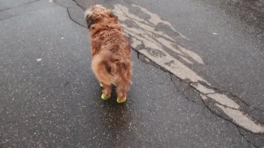 Sarı lastik çizmeli Belçikalı Griffon köpeği