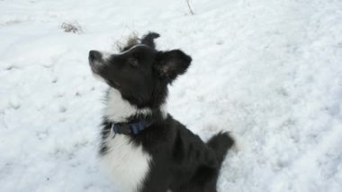 Border Collie köpek yavrusu komutu yerine getirir ekseni etrafında döner ve tedavi alır