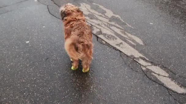 穿着黄色橡胶靴的比利时格里芬犬 — 图库视频影像