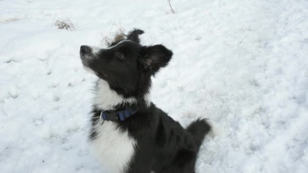 Border Collie valp utför kommandot rotera runt sin axel och får behandling — Stockvideo