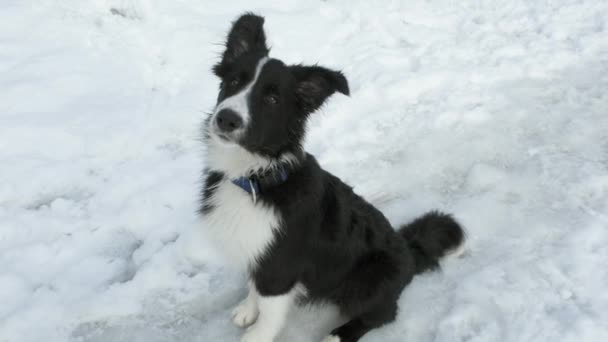 Leuke, grappige Border Collie puppy zittend in de sneeuw — Stockvideo