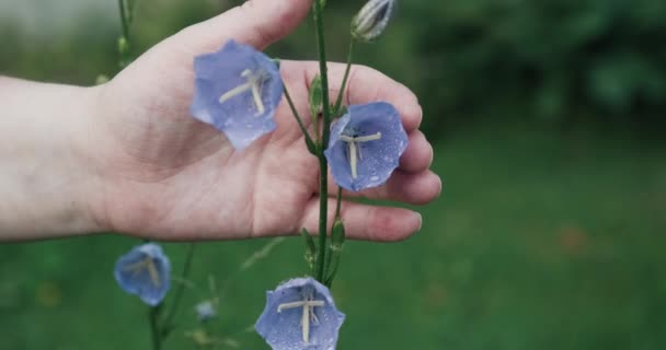 Mulher acaricia flores azuis de sino crescendo no campo. Nome latino Campanula — Vídeo de Stock