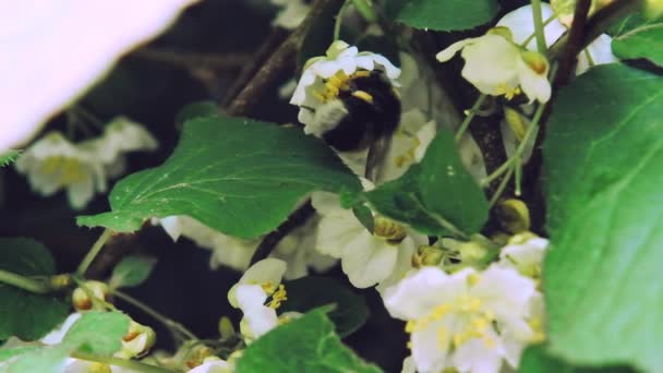 Owad trzmiel zapyla białe kwiaty Actinidia. Zwolnij x5. Zamknij się. — Wideo stockowe
