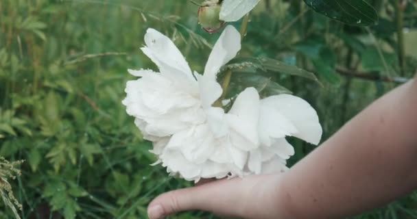 Kobieta głaszcze białe kwiaty piwonii rosnącej na polu. Nazwa łacińska Paeonia — Wideo stockowe