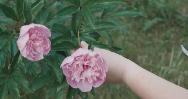 Kvinna skär en stor rosa pion blomma med en trädgård beskärare. Latinskt namn Paeonia — Stockvideo