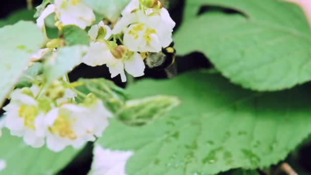 O inseto bumblebee poliniza flores brancas de Actinidia. Movimento lento x5. Fechar — Vídeo de Stock