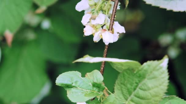 El abejorro insecto poliniza las flores blancas de Actinidia. Cámara lenta x5. De cerca. — Vídeos de Stock