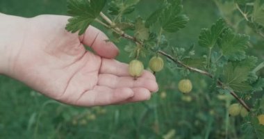 Kadın çalılıktan üzümlü yeşil bektaşi üzümü topluyor. Latince, uluslararası adı Ribes