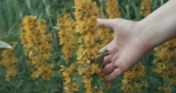 女性の手はフィールドに成長リュシマキアの黄色の花をストロークします。手を閉じて — ストック動画