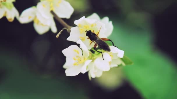 Flor de insectos mosca bebe néctar de las flores de Actinidia. Cámara lenta x5. De cerca. — Vídeo de stock