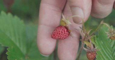 Kadın çalılıktan kırmızı çilek topluyor. Latince uluslararası adı Fragaria