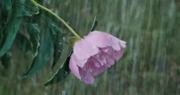 Flor de peonía rosa bajo la lluvia. Latín, nombre internacional Paeonia. De cerca. — Vídeos de Stock