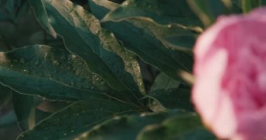 Gün batımında pembe şakayık çiçeği yakın çekim. Bitkinin üzerine yağmur damlası. Latince adı Paeonia