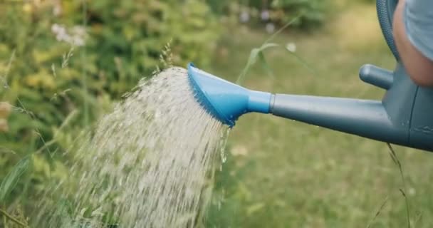 푸른 물 깡통에서 하얀 조랑말 꽃에 물을 주는 여인. 라틴어 이름 파에 니아 — 비디오