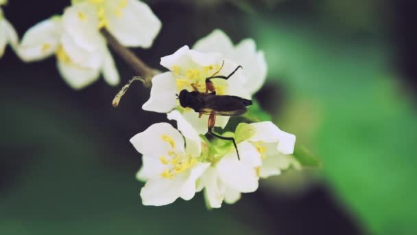 Bunga serangga terbang meminum nektar dari bunga Actinidia. Gerakan lambat x5. Tutup. — Stok Video