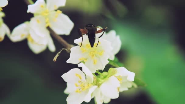 Η μύγα των εντόμων πίνει νέκταρ από τα λουλούδια Actinidia. Αργή κίνηση x5. Κλείσε. — Αρχείο Βίντεο