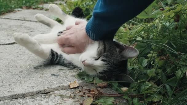 Man strokes a gentle, striped cat. Pet purrs and caresses. Hands close up shot — Stock Video