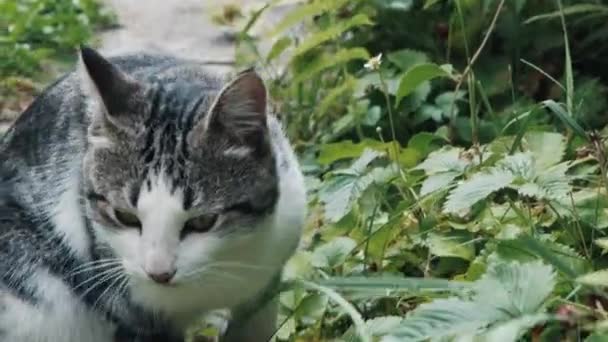 Csíkos, fehér macska, egy vidéki úton. Zöld fű van az állat körül. — Stock videók