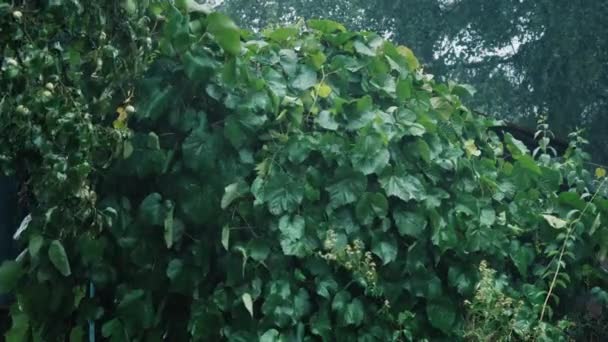 La pioggia cade su grandi foglie d'uva. Vitigno avvolto intorno alla casa con terrazza — Video Stock