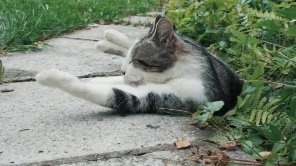 Striped cat, washes lying on path. Pet licks its fluffy fur with its tongue — Stock Video