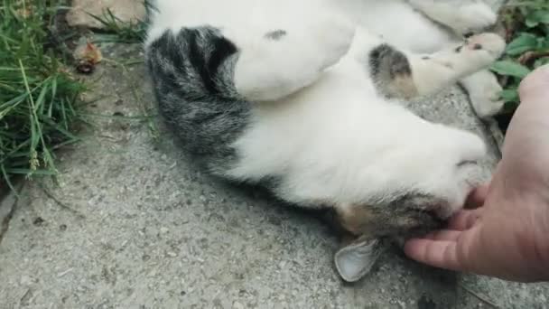 Az ember megsimogat egy szelíd, csíkos macskát. Az állat egy vidéki kőúton fekszik. — Stock videók