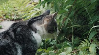 Çizgili kedi ot kokluyor. Hayvan yemek için uygun bir bitki arıyor.