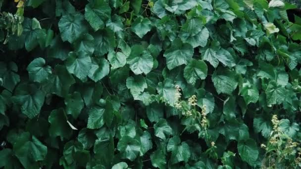 Lluvia fuerte cae sobre las grandes hojas de las uvas. El concepto de meteorología — Vídeos de Stock