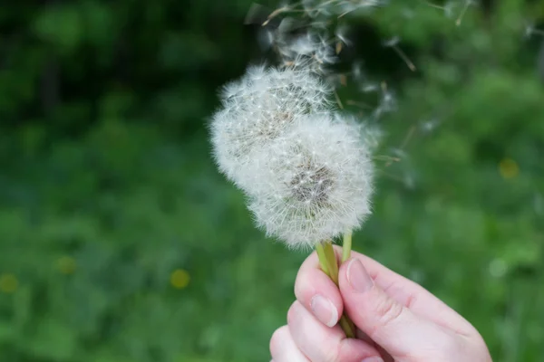 Dandelion — Stock Photo, Image