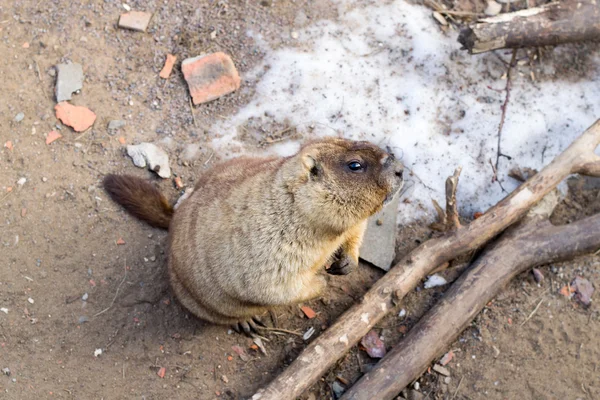 Woodchuck — стокове фото