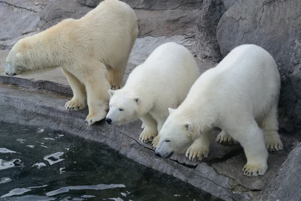 Polar bears — Stock Photo, Image