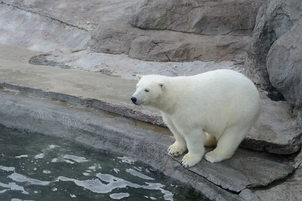 Polar bears — Stock Photo, Image