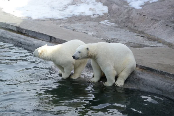 Polar bears — Stock Photo, Image