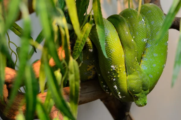 Boa verde — Foto de Stock