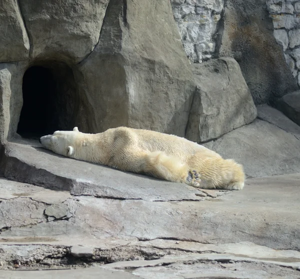 Polar bears — Stock Photo, Image