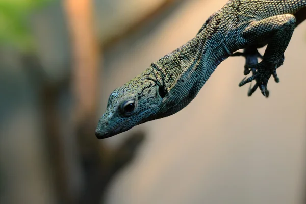 Lagarto — Fotografia de Stock