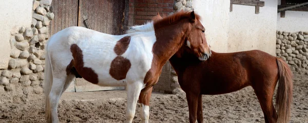 Kůň — Stock fotografie