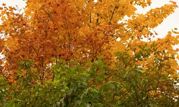 Grüne, gelbe und rote Blätter — Stockfoto