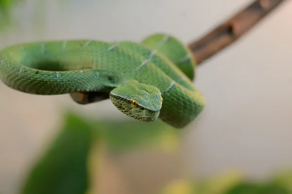 Serpiente — Foto de Stock