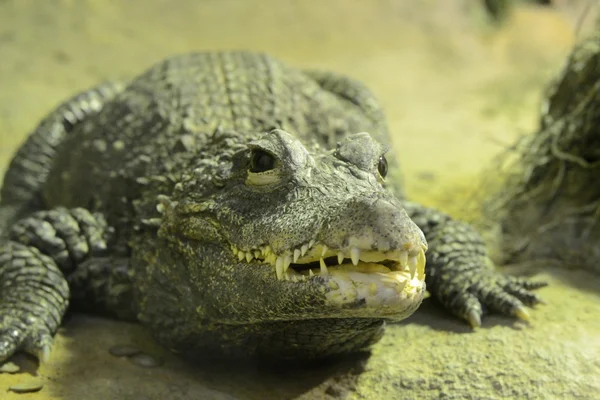 Cocodrilo grande — Foto de Stock