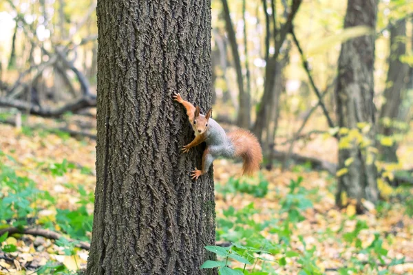 Squirrel — Stock Photo, Image