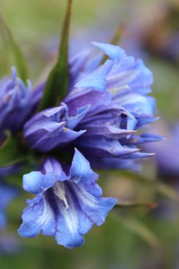 Karpat dağlarında yaz çiçekleri